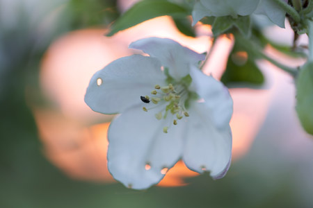 Apfelblüte - Fotografie Gudrun Schwarz