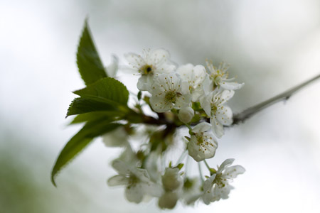 Apfelblüte - Fotografie Gudrun Schwarz