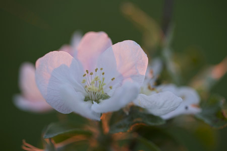 Apfelblüte - Fotografie Gudrun Schwarz