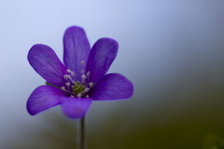 Blumen - Fotografie Gudrun Schwarz