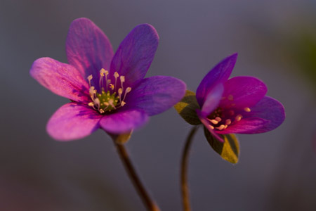 Blumen - Fotografie Gudrun Schwarz