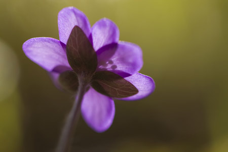 Blumen - Fotografie Gudrun Schwarz