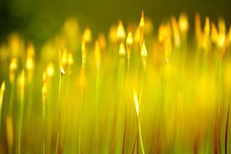 Natur - Fotografie Gudrun Schwarz