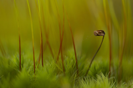 Natur - Fotografie Gudrun Schwarz