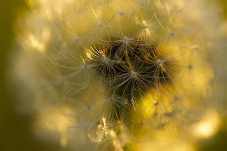 Natur - Fotografie Gudrun Schwarz