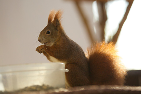 Eichhörnchen - Fotografie Gudrun Schwarz