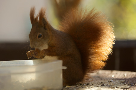 Eichhörnchen - Fotografie Gudrun Schwarz