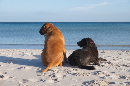 Hundchen - Fotografie Gudrun Schwarz