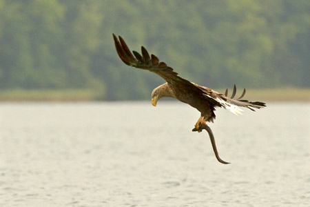 Adler - Fotografie Gudrun Schwarz