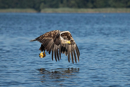 Adler - Fotografie Gudrun Schwarz