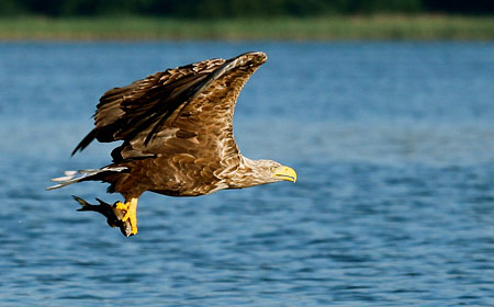 Adler - Fotografie Gudrun Schwarz