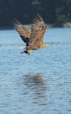 Adler - Fotografie Gudrun Schwarz