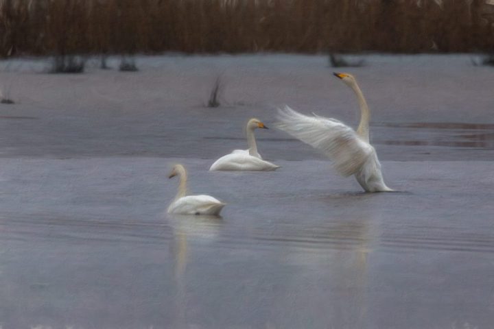 IMGL7436-Bearbeitet-Kopie
